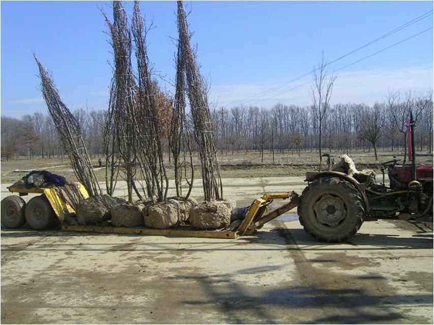 disz.10.29. Speciális szállító pótkocsi a földlabdás fák termelőtáblából történő kiszállítására