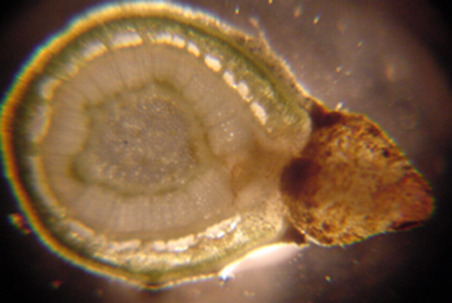 disz10.04.  Preformált gyökerek mikroszkópos keresztmetszete e Cotoneaster  suecicus Skogholm hajtásrendszerén