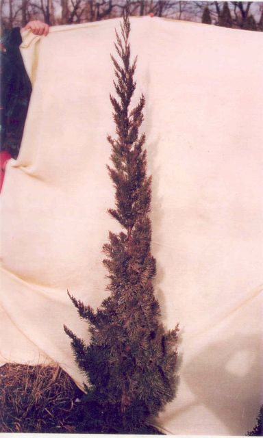 disz10.12. Kedvező alanyhatás formás Juniperus chinensis Keteleerii Juniperus virginiana alanyon