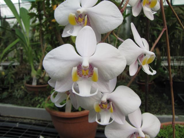dísz.5.14.Phalaenopsis hibrid