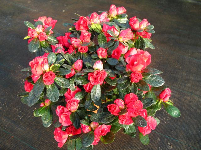 dísz.5.17.Rhododendron simsii