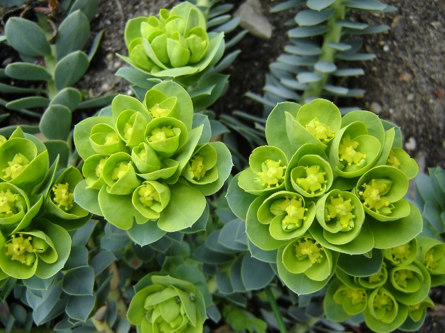 disz0927 Euphorbia myrsinites