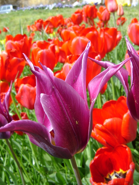 disz0936 Tulipán