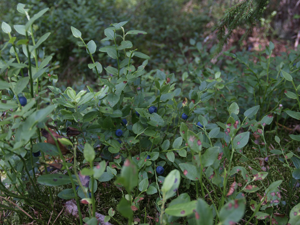 Fig13Vaccinium myrtillus