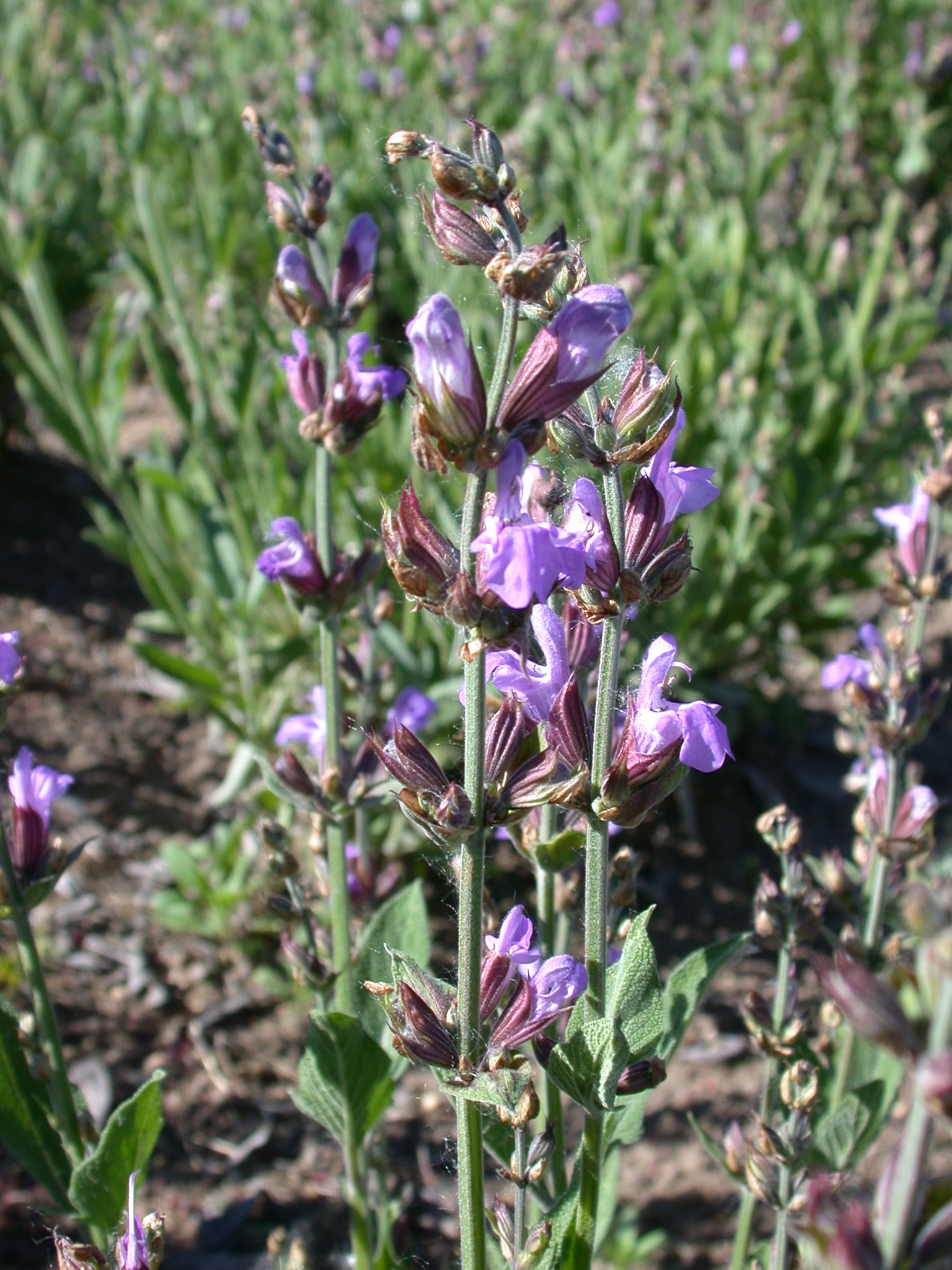 Salvia officinalis L
